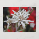 Suche nach edelweiss postkarten Gebirge