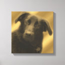 Suche nach retriever leinwandbilder Niedlich