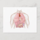 Suche nach lunge postkarten Biomedizinische illustrationen