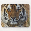 Suche nach der tigris mousepads Tier