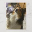 Suche nach sheltie postkarten Weihnachten