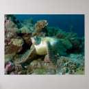 Suche nach grüne meeresschildkröte poster Chelonia mydas