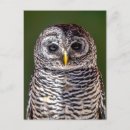 Suche nach wilde eule postkarten Vögel