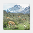 Suche nach torres del paine magnete Nationalpark