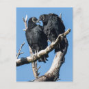 Suche nach bussard postkarten Paare