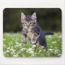 Suche nach wachsamkeit mousepads Katze