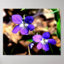Suche nach veilchen poster Blume