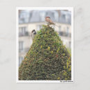 Suche nach spatzen postkarten Fotografie