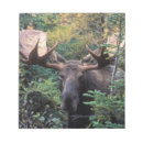 Suche nach stier notizblock Tierwelt