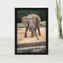 Suche nach afrikanischer elefant karten Jede person