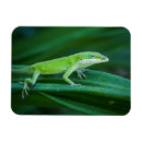 Suche nach lizard magnete Natur
