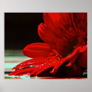 Suche nach gerbera blume poster Gänseblümchen