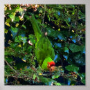 Suche nach conure poster Für alle