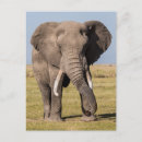 Suche nach loxodonta postkarten Superstock