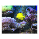 Suche nach gelbe fische poster Aquarium