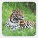 Suche nach gepunktete katze aufkleber Jaguar
