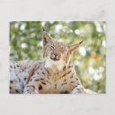 Suche nach luchs postkarten Cool