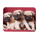 Suche nach pug magnete Cute
