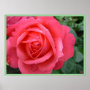 Suche nach fuchsie poster Rose
