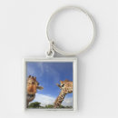 Suche nach retikulierte giraffe Horizontal