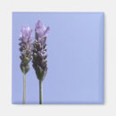 Suche nach lavendel magnete Einfach
