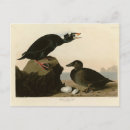 Suche nach schwarze ente postkarten Vogelvogel