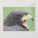 Suche nach harris hawk postkarten Falken