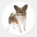 Suche nach papillon hund aufkleber Hunde