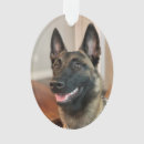 Suche nach malinois ornamente Belgianisch