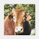 Suche nach stier magnete Für alle