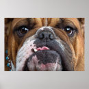Suche nach englisch poster Tiere