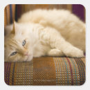 Suche nach sofa aufkleber Hauskatze