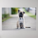 Suche nach german shepherd poster Niedlich