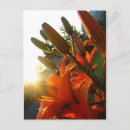 Suche nach orange himmel postkarten Blume