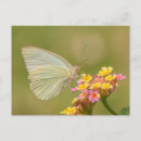 Suche nach weißer schmetterling postkarten Blume