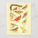 Suche nach kardinal postkarten Vintag