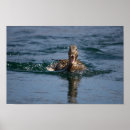 Suche nach schnabel poster Natur