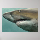 Suche nach weißer reiher poster Tier