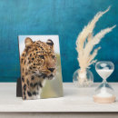 Suche nach leoparden fotoplatten Katze