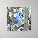 Suche nach blaues jay leinwandbilder Natur