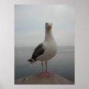 Suche nach seagull poster Vogel