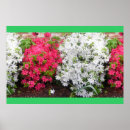 Suche nach rosa azaleen poster Blüten