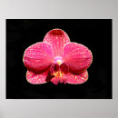 Suche nach rosa orchideen poster Phalaenopsis