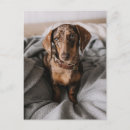 Suche nach niedliche schokolade postkarten Hund