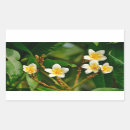 Suche nach frangipani aufkleber Plumeria