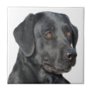Suche nach schwarzer labrador fliesen Retriever