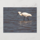 Suche nach ibises postkarten Weiß