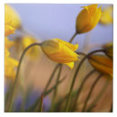 Suche nach natürliche welt fliesen Blume