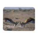 Suche nach männchen magnete Natur