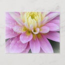 Suche nach dahlia karten Weisheit